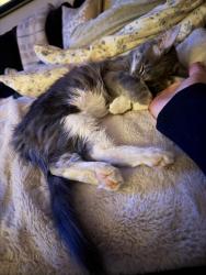 Lost Female Cat last seen Germann and Arizona Ave., Chandler, AZ 85286
