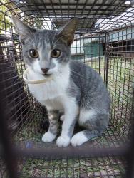 Shelter Stray Female Cat last seen Near 14th Street, LAFAYETTE, LA, 70501, 410 Dugas Rd, Lafayette, LA 70507, USA