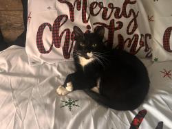 Reunited Male Cat last seen Union Hill, Cemetery, Lehighton, PA 18235