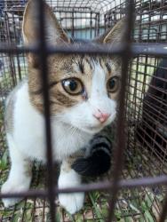 Shelter Stray Male Cat last seen Near 14th Street, LAFAYETTE, LA, 70501, 410 Dugas Rd, Lafayette, LA 70507, USA
