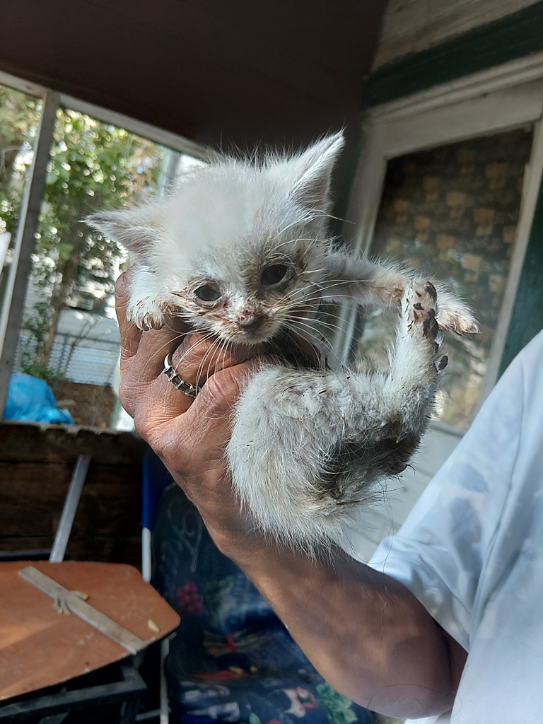 Shelter Stray Female Cat last seen Near 14th Street, LAFAYETTE, LA, 70501, 410 Dugas Rd, Lafayette, LA 70507, USA