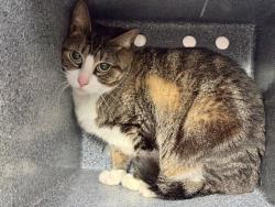 Shelter Stray Female Cat last seen Near Harrod Avenue, BRONX, NY, 10472, 326 E 110th St, New York, NY 10029, USA