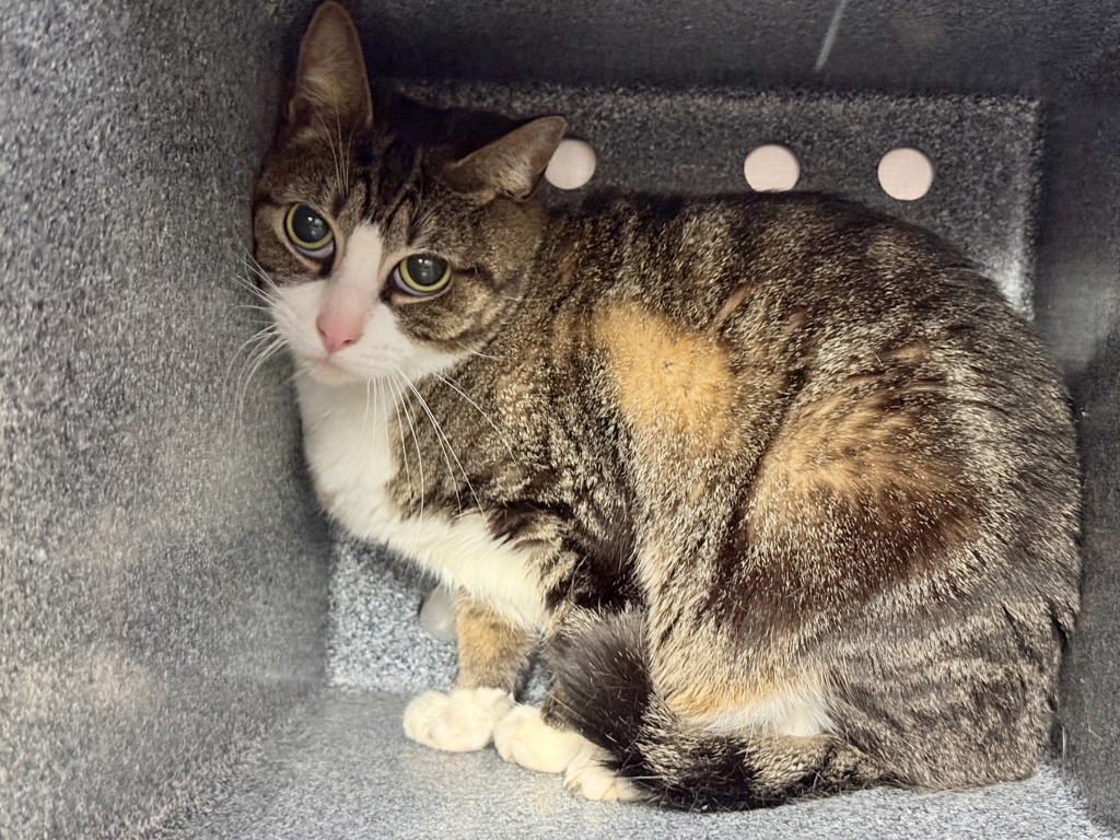 Shelter Stray Female Cat last seen Near Harrod Avenue, BRONX, NY, 10472, 326 E 110th St, New York, NY 10029, USA