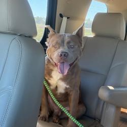 Shelter Stray Male Dog last seen , 2350 Appling City Cove, Memphis, TN 38133, USA