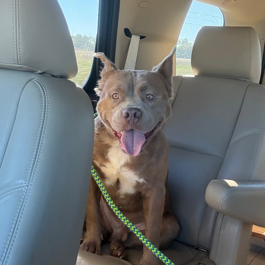 Shelter Stray Male Dog last seen , 2350 Appling City Cove, Memphis, TN 38133, USA