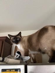 Reunited Male Cat last seen Saint Thomas The Apostle Catholic Church. Ed Willkie Middle School., Fort Worth, TX 76179