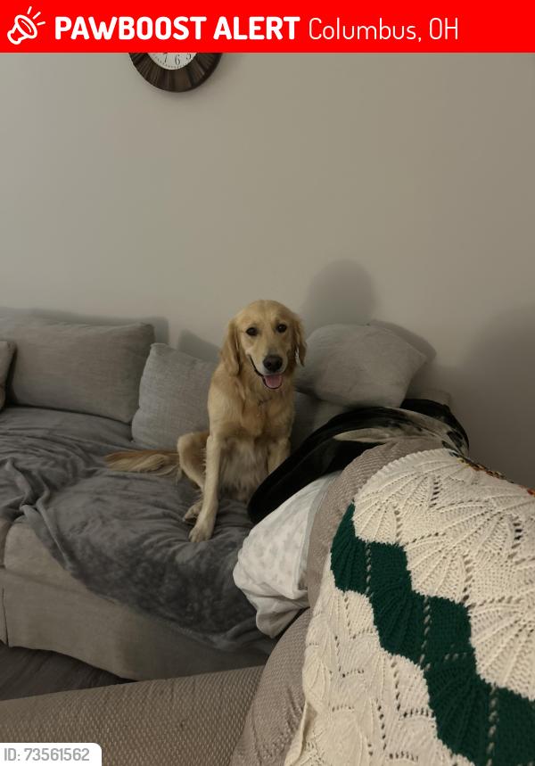 Lost Male Dog last seen Park, Columbus, OH 43215