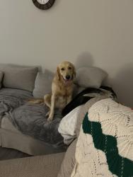 Lost Male Dog last seen Park, Columbus, OH 43215