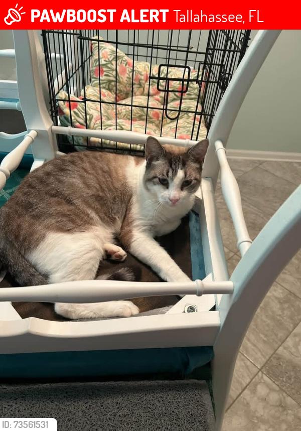 Lost Male Cat last seen Jamey Road behind westbound I-10 rest area, Tallahassee, FL 32303