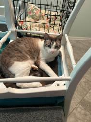 Lost Male Cat last seen Jamey Road behind westbound I-10 rest area, Tallahassee, FL 32303