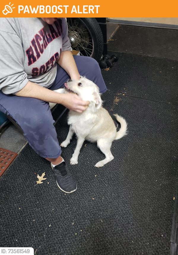 Found/Stray Female Dog last seen Fountain dr., North Richland Hills, TX 76180