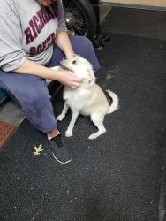 Found/Stray Female Dog last seen Fountain dr., North Richland Hills, TX 76180