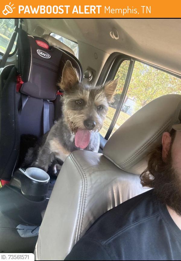 Found/Stray Male Dog last seen Riverwood Elementary, Memphis, TN 38016