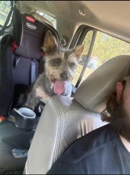 Found/Stray Male Dog last seen Riverwood Elementary, Memphis, TN 38016