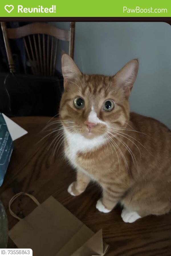 Reunited Male Cat last seen Novavista, Winnipeg, MB R2N 2L1