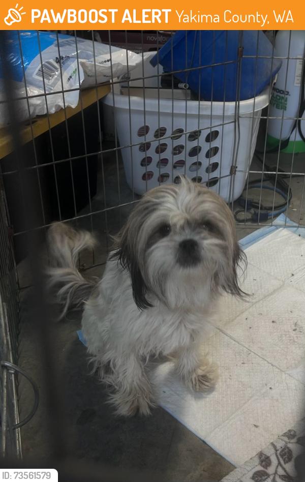 Found/Stray Female Dog last seen Shields Road and West Wapato Road, Yakima County, WA 98951