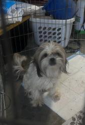 Found/Stray Female Dog last seen Shields Road and West Wapato Road, Yakima County, WA 98951