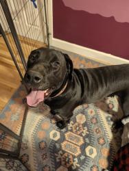 Reunited Female Dog last seen 5th and Pedernales, Austin, TX 78702