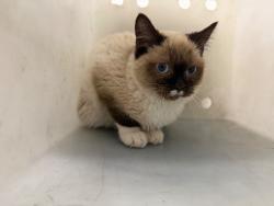 Shelter Stray Male Cat last seen Near N 300 W, Sunset, UT 84015, USA, 1422 E 600 N, Fruit Heights, UT 84037, USA