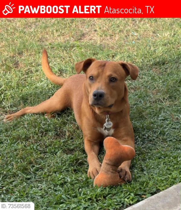Lost Male Dog last seen Blackstone Trails Dr and Gianna Springs Ct, Atascocita, TX 77396