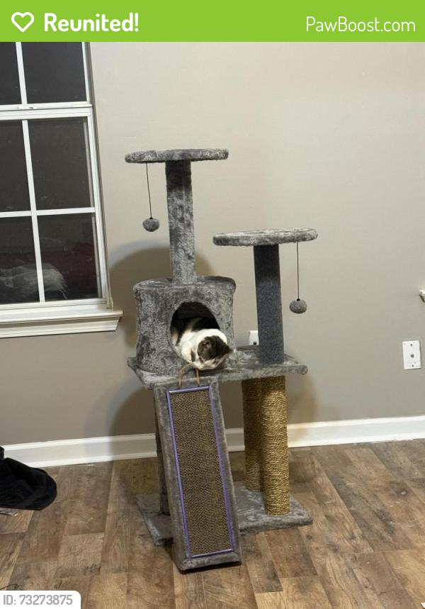 Reunited Female Cat last seen Near Franie Ln, Arlington, TN 38002