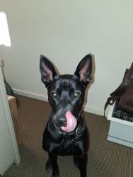 Found/Stray Female Dog last seen Near Eckley, Walnut Creek, CA 94596