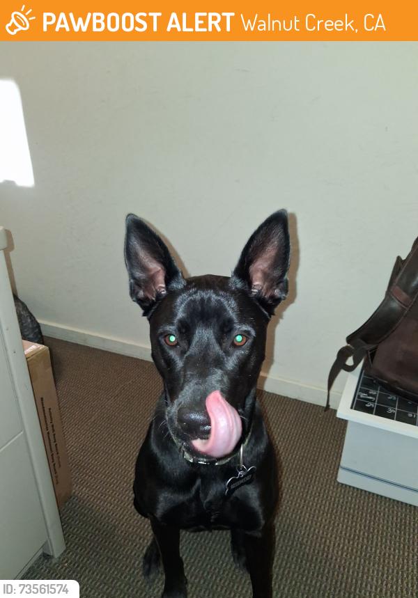 Found/Stray Female Dog last seen Near Eckley, Walnut Creek, CA 94596