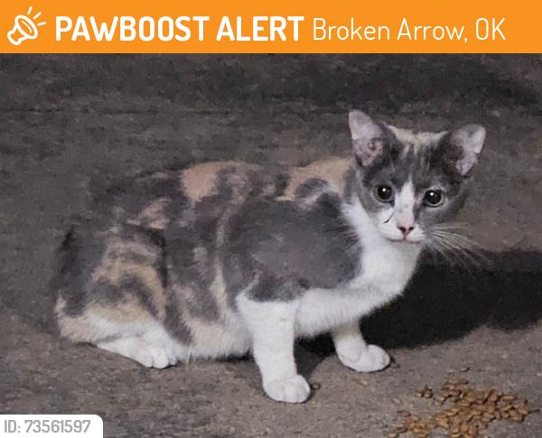 Found/Stray Female Cat last seen 91st and Aspen, Broken Arrow, OK 74012