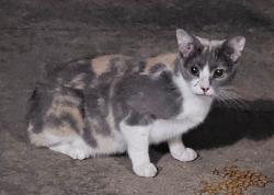 Found/Stray Female Cat last seen 91st and Aspen, Broken Arrow, OK 74012
