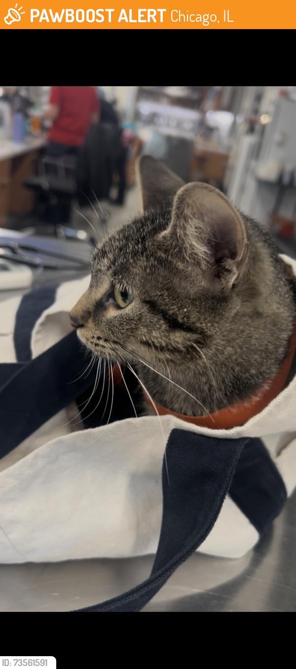 Found/Stray Female Cat last seen State Street & 14th Place, Chicago, IL 60605