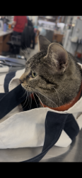 Found/Stray Female Cat last seen State Street & 14th Place, Chicago, IL 60605