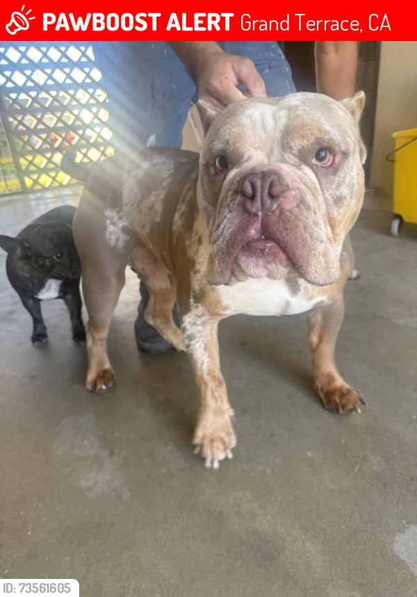Lost Male Dog last seen Pico st, Grand Terrace, CA 92313