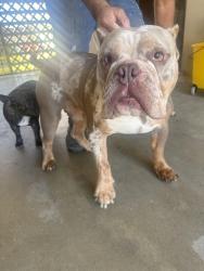 Lost Male Dog last seen Pico st, Grand Terrace, CA 92313