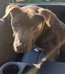 Shelter Stray Female Dog last seen Midwest City, 8485 E Reno Ave, Midwest City, OK 73110, USA