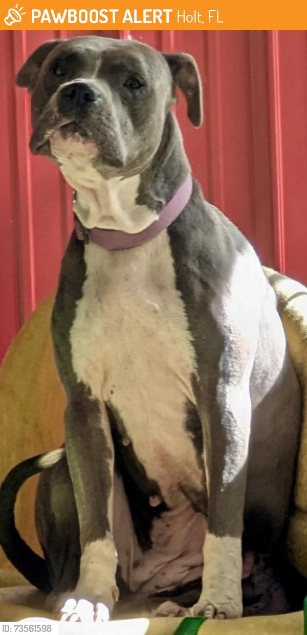Found/Stray Female Dog last seen Poplar Head Church Rd and Creola Lane, Holt, FL 32564