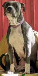 Found/Stray Female Dog last seen Poplar Head Church Rd and Creola Lane, Holt, FL 32564