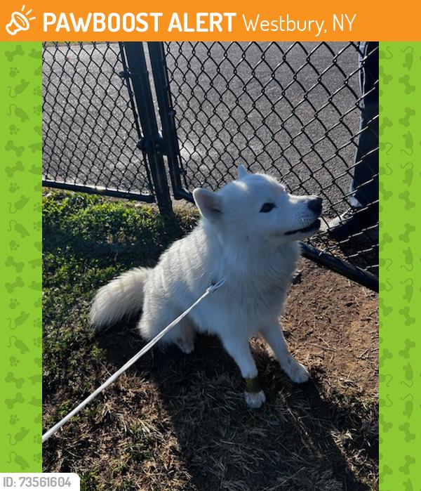 Found/Stray Male Dog last seen Westbury middle school, Westbury, NY 11590