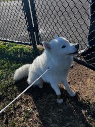 Found/Stray Male Dog last seen Westbury middle school, Westbury, NY 11590