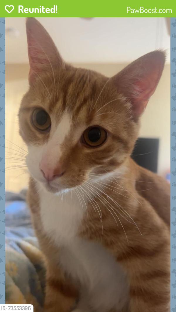 Reunited Male Cat last seen MAA Prosperity Creek, Charlotte, NC 28269