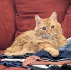 Lost Male Cat last seen Sherwood St and Milton St, Greensboro, NC 27403