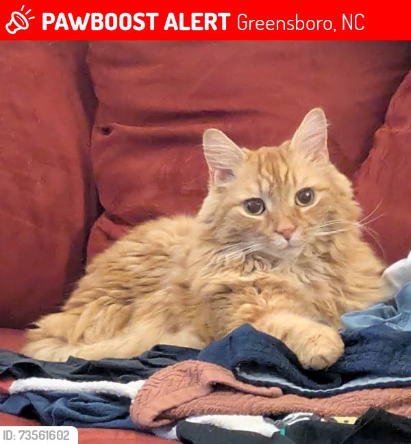 Lost Male Cat last seen Sherwood St and Milton St, Greensboro, NC 27403