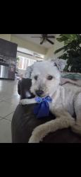 Reunited Female Dog last seen Pines Boulevard, Hollywood FLORIDA around Taft Street, Hollywood, FL 33024