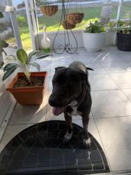 Reunited Male Dog last seen Enclave neighborhood, Land O' Lakes, FL 34639