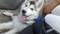 Lost Male Dog last seen El sereno ave la ca 90032, Los Angeles, CA 90032
