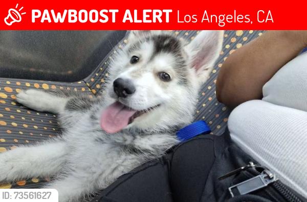 Lost Male Dog last seen El sereno ave la ca 90032, Los Angeles, CA 90032