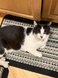 Lost Male Cat last seen Monroe’s and Glade, Santa Clara, CA 95051