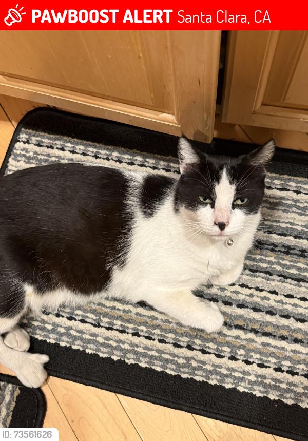 Lost Male Cat last seen Monroe’s and Glade, Santa Clara, CA 95051