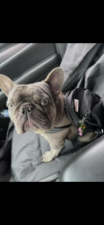 Lost Male Dog last seen Norwalk, Whittier, CA 90606
