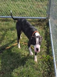 Shelter Stray Male Dog last seen Near BLOCK TAYLOR BLVD, 3528 Newburg Rd, Louisville, KY 40218, USA