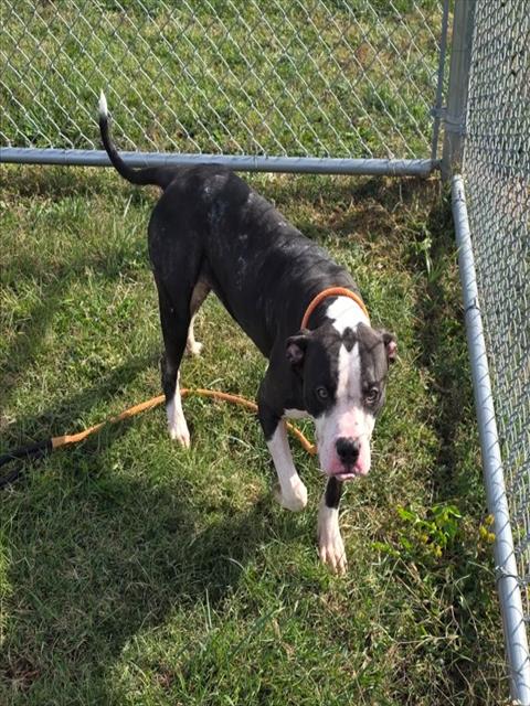 Shelter Stray Male Dog last seen Near BLOCK TAYLOR BLVD, 3528 Newburg Rd, Louisville, KY 40218, USA